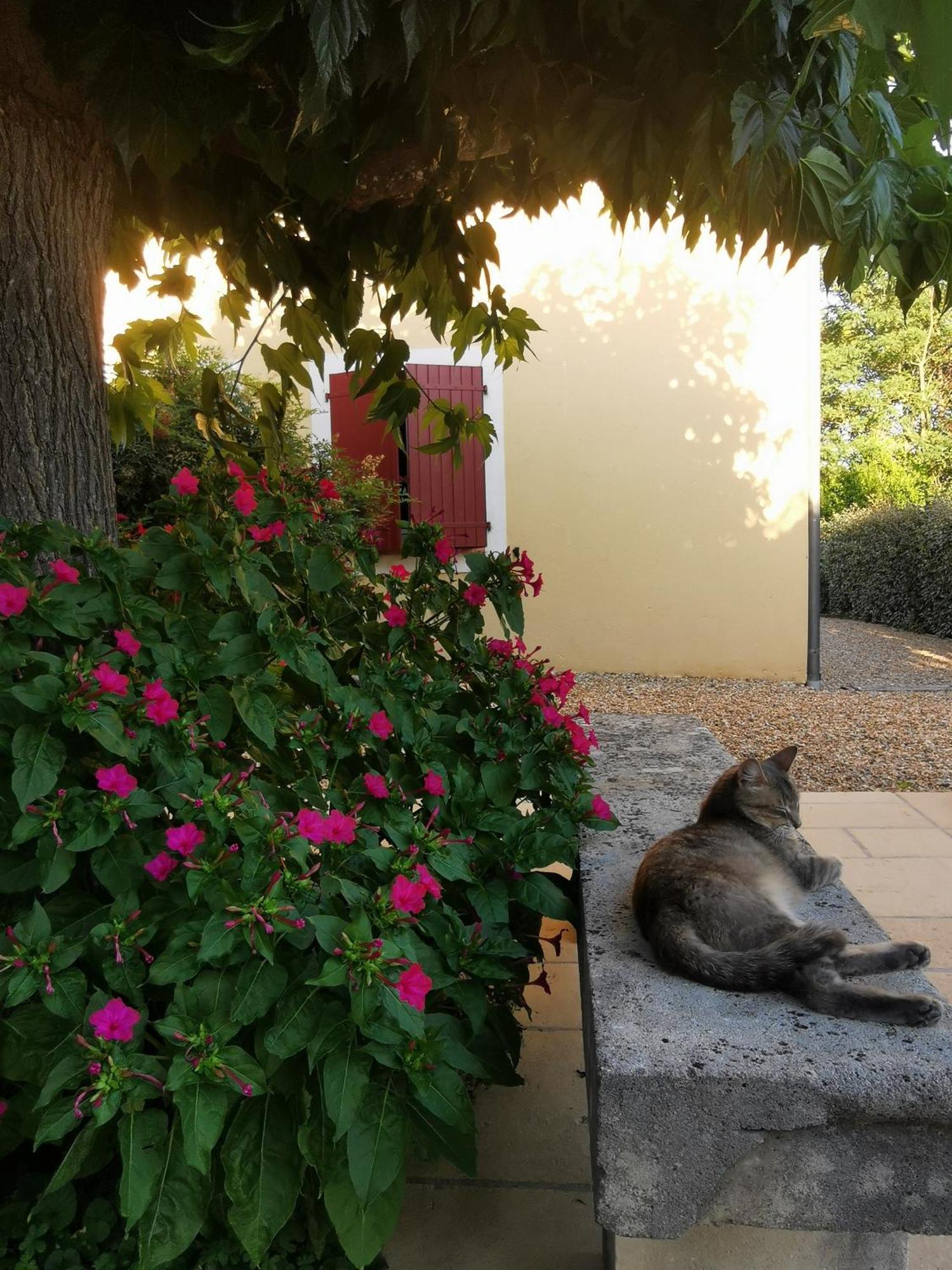 Bastide Saint Bernard Bed & Breakfast Le Thoronet Exterior foto